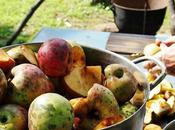 Free Homesteading eBooks