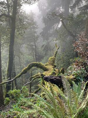 KING TIDE RENDEZVOUS IN OREGON Guest Post by Caroline Hatton at The Intrepid Tourist