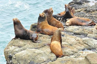 KING TIDE RENDEZVOUS IN OREGON Guest Post by Caroline Hatton at The Intrepid Tourist