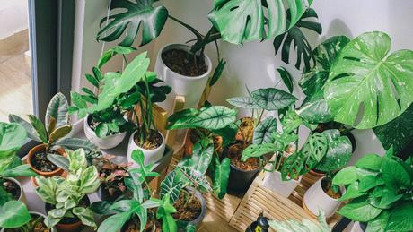 Houseplants That Thrive In A Cool Conservatory
