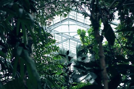 Houseplants That Thrive In A Cool Conservatory