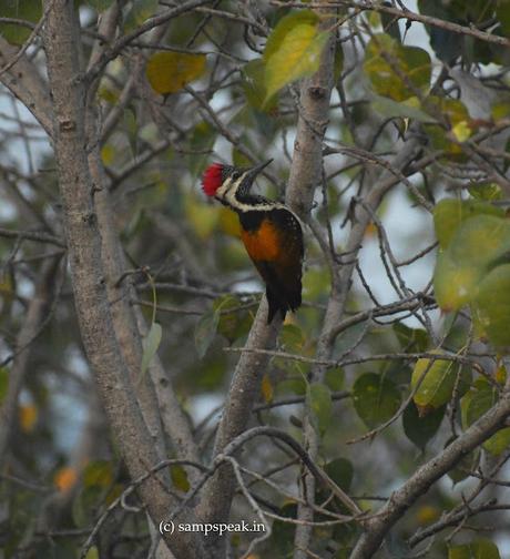 Black-rumped Flameback spotted !!