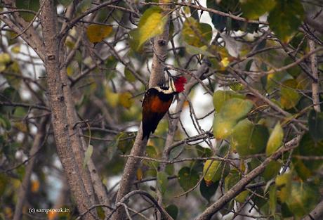 Black-rumped Flameback spotted !!