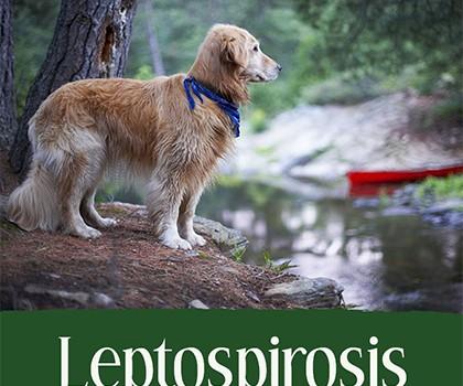 Natural Cure  For Leptospirosis In Dogs With Herbal Remedies
