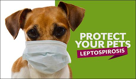 Natural Cure  For Leptospirosis In Dogs With Herbal Remedies