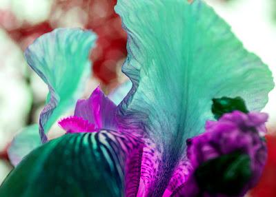 The psychedelic iris