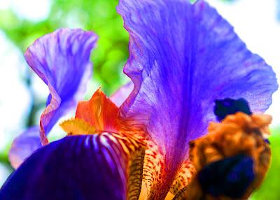 The psychedelic iris