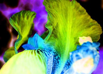 The psychedelic iris