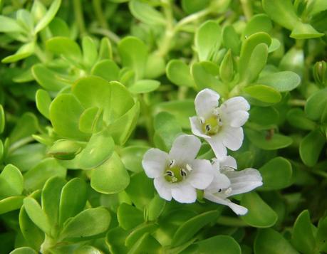 Bacopa monnieri (brahmi): Benefits, uses and side effects