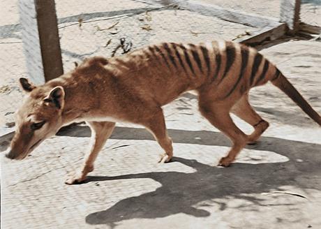 Can we resurrect the thylacine? Maybe, but it won’t help the global extinction crisis