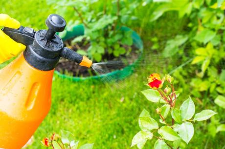 Why Pest Control Is The Best Way To Take Care Of Your Home