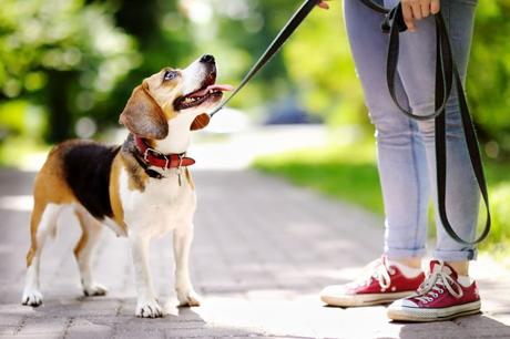 8 Safety Tips When Walking Your Dog