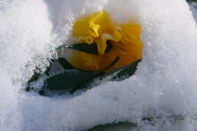 After the Big Snow