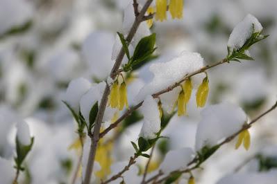 After the Big Snow
