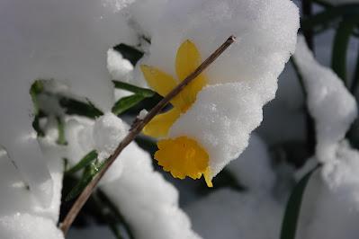 After the Big Snow