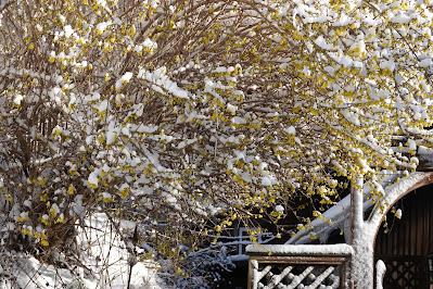 After the Big Snow