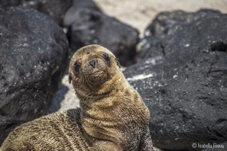 Planning a DIY Galapagos Islands Vacation – Tips to Keep in Mind