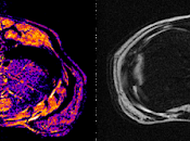 Small Animal Imaging Market Growth Statistics,Size, SWOT Analysis, Forthcoming Developments, Upcoming Investments Forecast 2020 2027