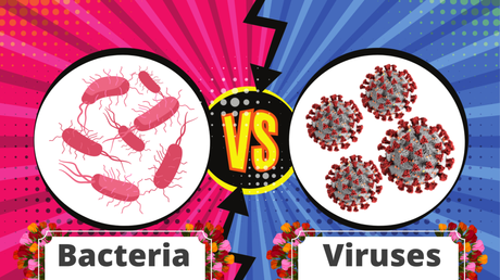 what is difference between Viruses and  Bacteria