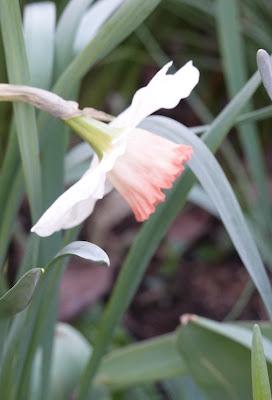 Springing Back