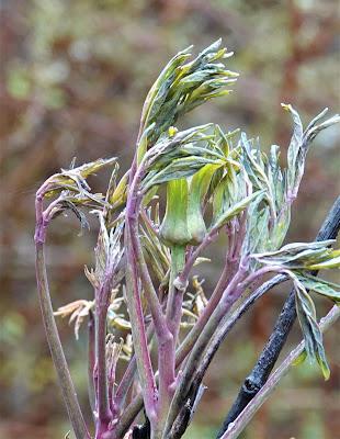 Springing Back