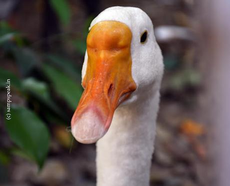 close-up of duck !  -  discharge from aircraft !!