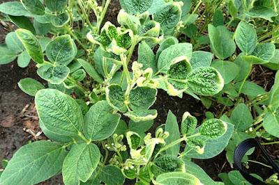 Dicamba Market Dicamba is a benzoic acid derivative and an organochloride chemical compound.
