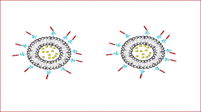 Innovative approaches, technologies, formulations, and systems for transporting active pharmaceutical ingredients into the body to achieve the desired pharmacological effect are referred to as novel drug delivery systems.