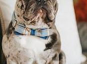 Cheap French Bulldog Puppy