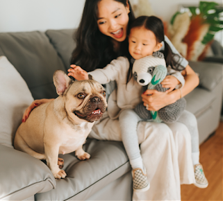 Cheap french bulldog Cheap french bulldog