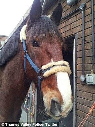 What's in a Name ! - Brian the horse - authorities felt too soft !!