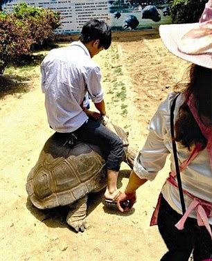 the chocking traffic - rides ........... and the tortoise ride