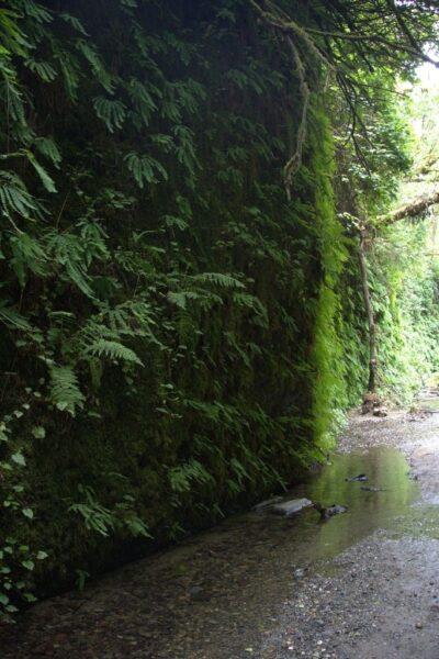 Hike Through Fern Canyon – Jurassic Park in the Redwoods