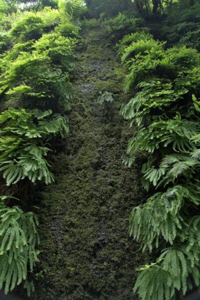 Hike Through Fern Canyon – Jurassic Park in the Redwoods
