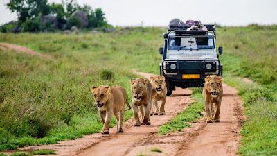 Wildlife Hunting Tourism Market Wildlife tourism is a subset of tourism in many countries that focuses on observing and interacting with local animals and plants in their natural habitats.