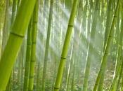 Bamboos Market Size, Share, Trends, Outlook, Opportunity Analysis, 2018 2026