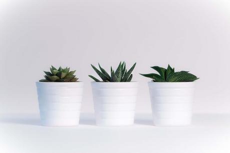 Ways to Make Your Houseplants Live Longer Indoor