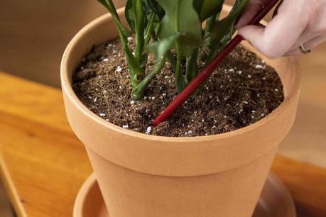 Ways to Make Your Houseplants Live Longer Always Water