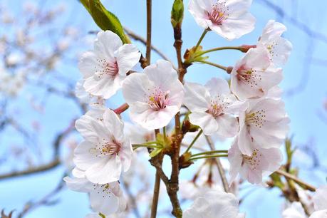 Hanami ... cherry-blossoms !!