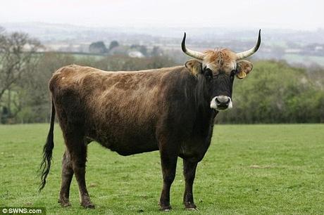 the very aggressive 'Auroch' cattle ~ brought back by Adolf Hitler after 4000 years !!!