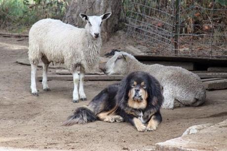 Oregon ranchers asked to pay damages ~ Tibetan Mastiffs to be debarked !!