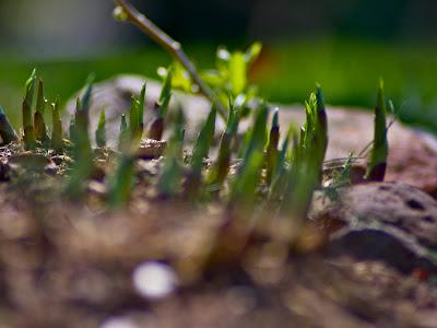 Maplewood prophesy [Friday Photos]