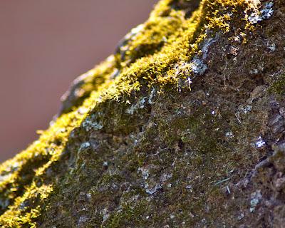 Maplewood prophesy [Friday Photos]