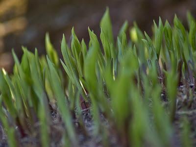 Maplewood prophesy [Friday Photos]