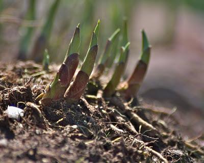 Maplewood prophesy [Friday Photos]