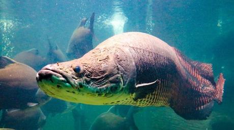 8 Fakta Menarik Ikan Arapaima, Monster Air Tawar yang Aslinya dari Sungai Amazon