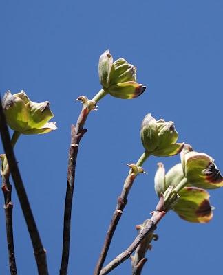 Exuberant Spring