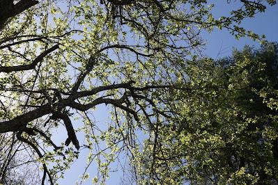 Exuberant Spring