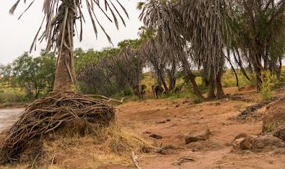 TSAVO NATIONAL PARK, KENYA: Not Your Typical Safari, Guest Post by Owen Floody