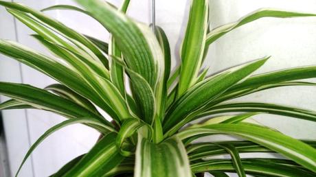 15 Best Air-Purifying Plants